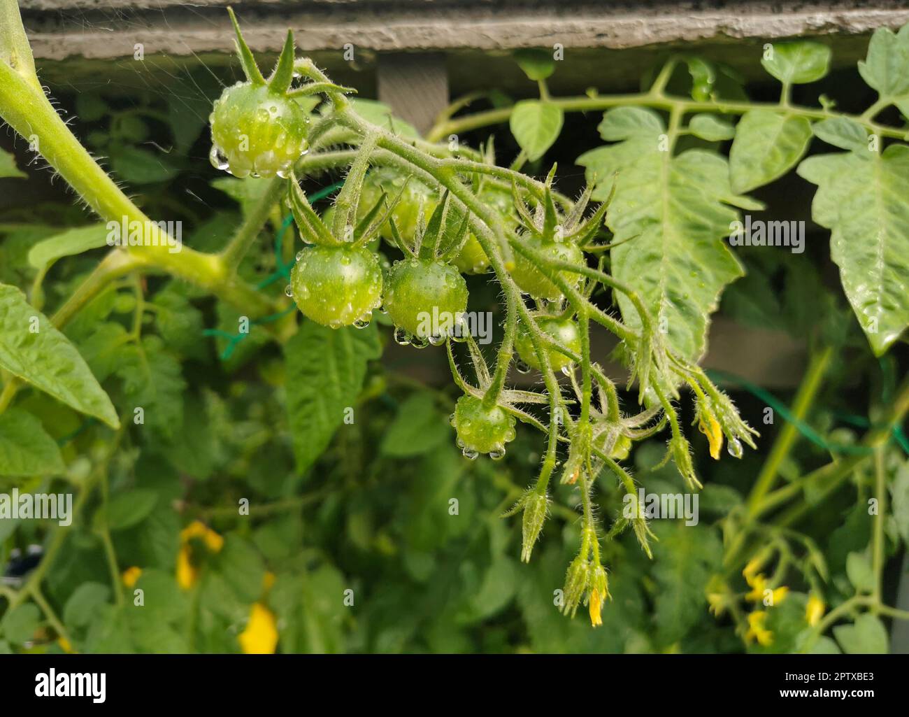 Tomaten, leckere Früchte aber leider noch nicht Reif Stock Photo