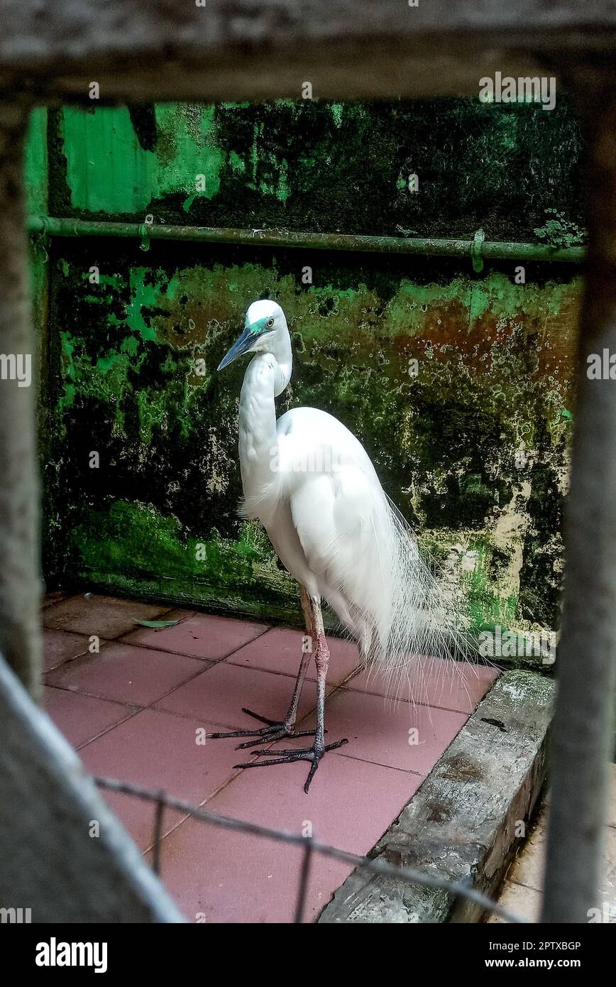 Photo of a white stork in a cage. Stork is a bird from the Ciconiidae family with a characteristic large body, long legs, long neck and a long and str Stock Photo