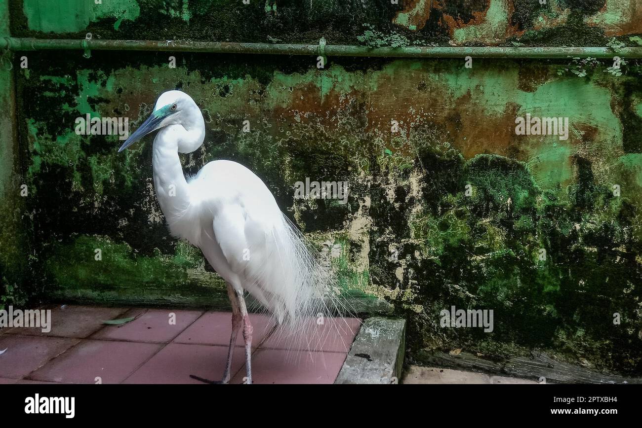 Photo of a white stork in a cage. Stork is a bird from the Ciconiidae family with a characteristic large body, long legs, long neck and a long and str Stock Photo