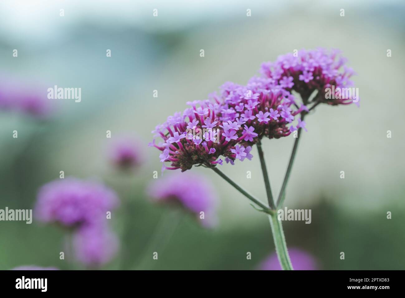 Verbena is blooming and beautiful in the rainy season Stock Photo Alamy