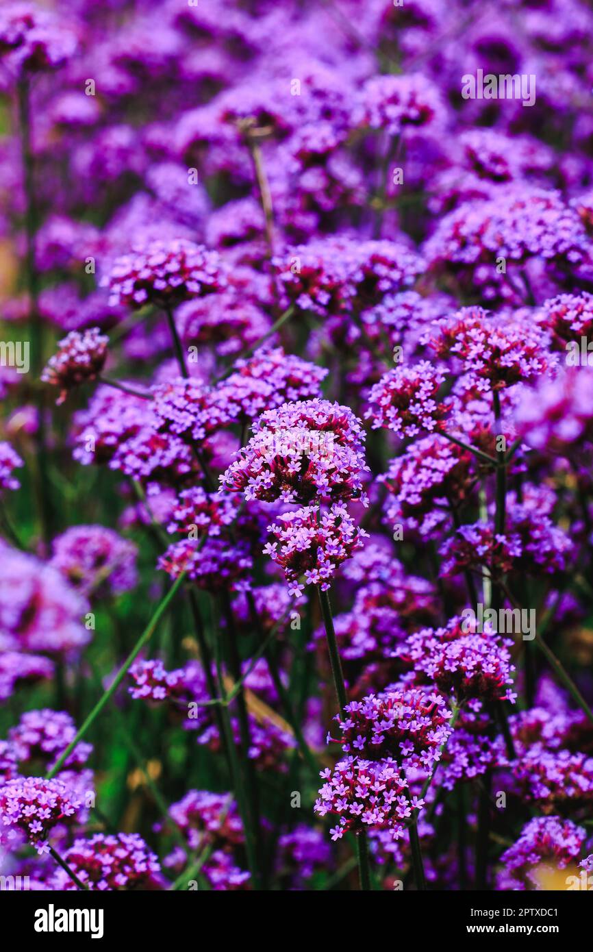Verbena is blooming and beautiful in the rainy season Stock Photo Alamy