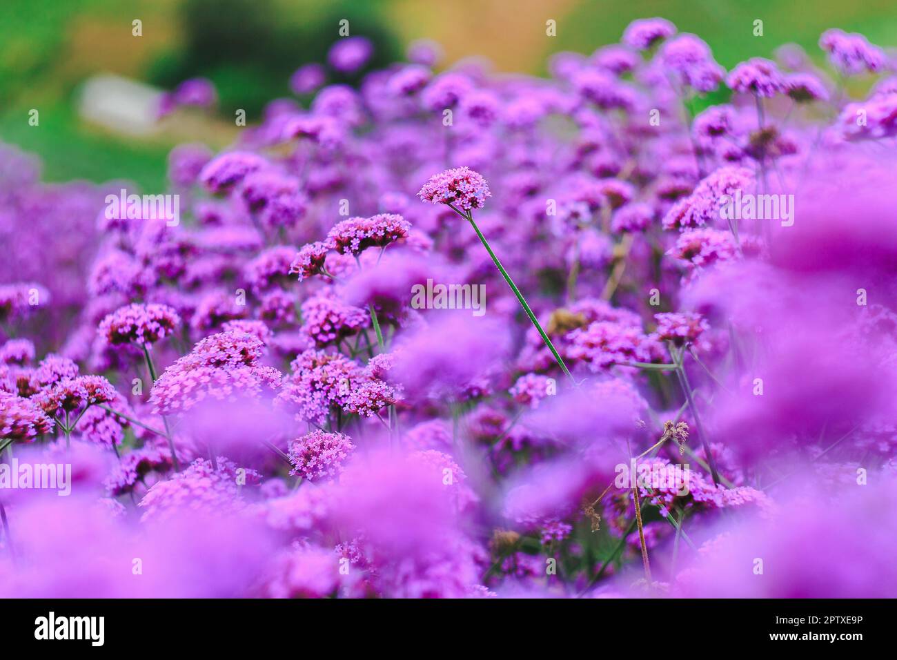 Verbena is blooming and beautiful in the rainy season Stock Photo Alamy