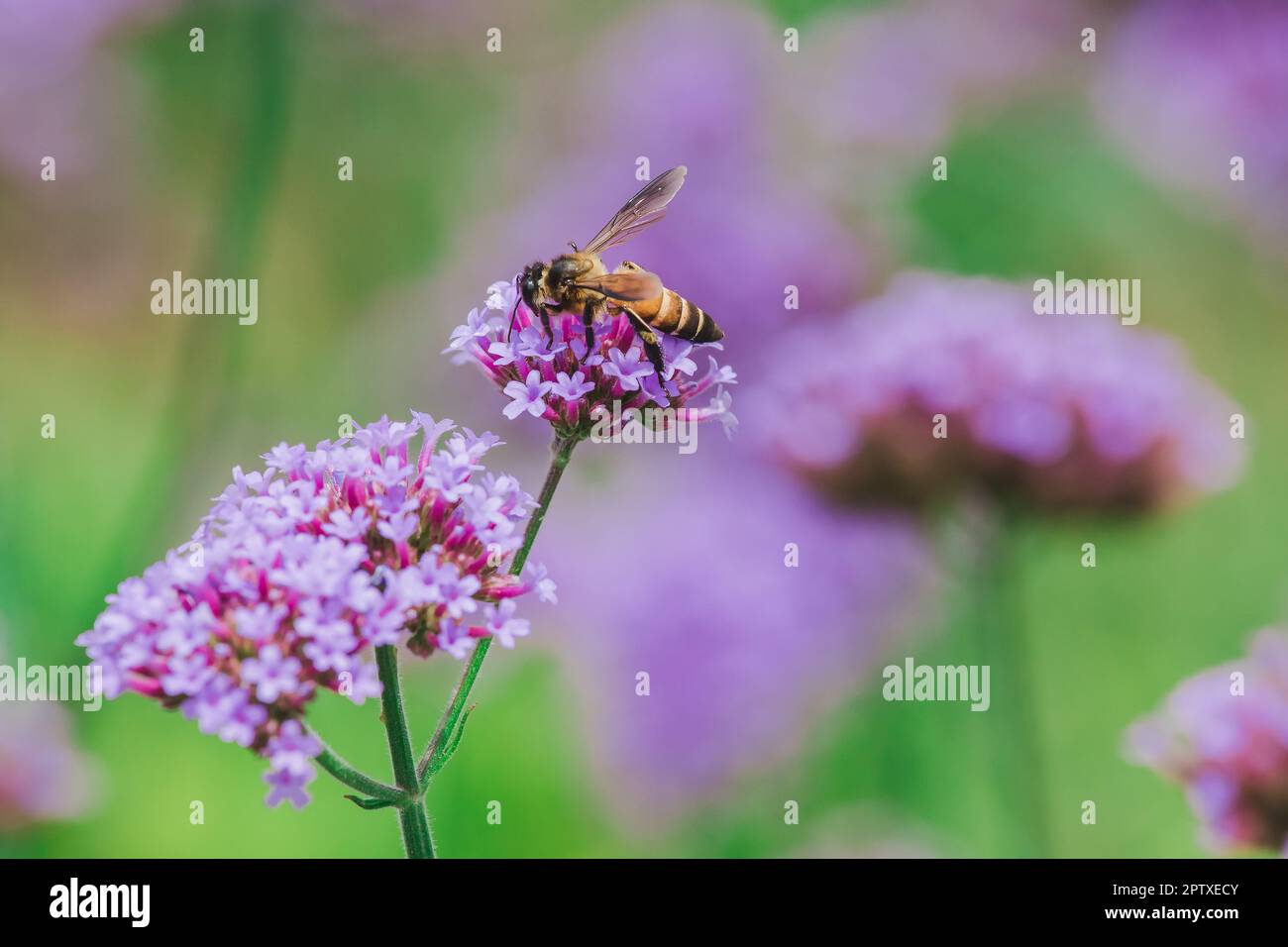 The bee on Verbena is blooming and beautiful in the rainy season Stock