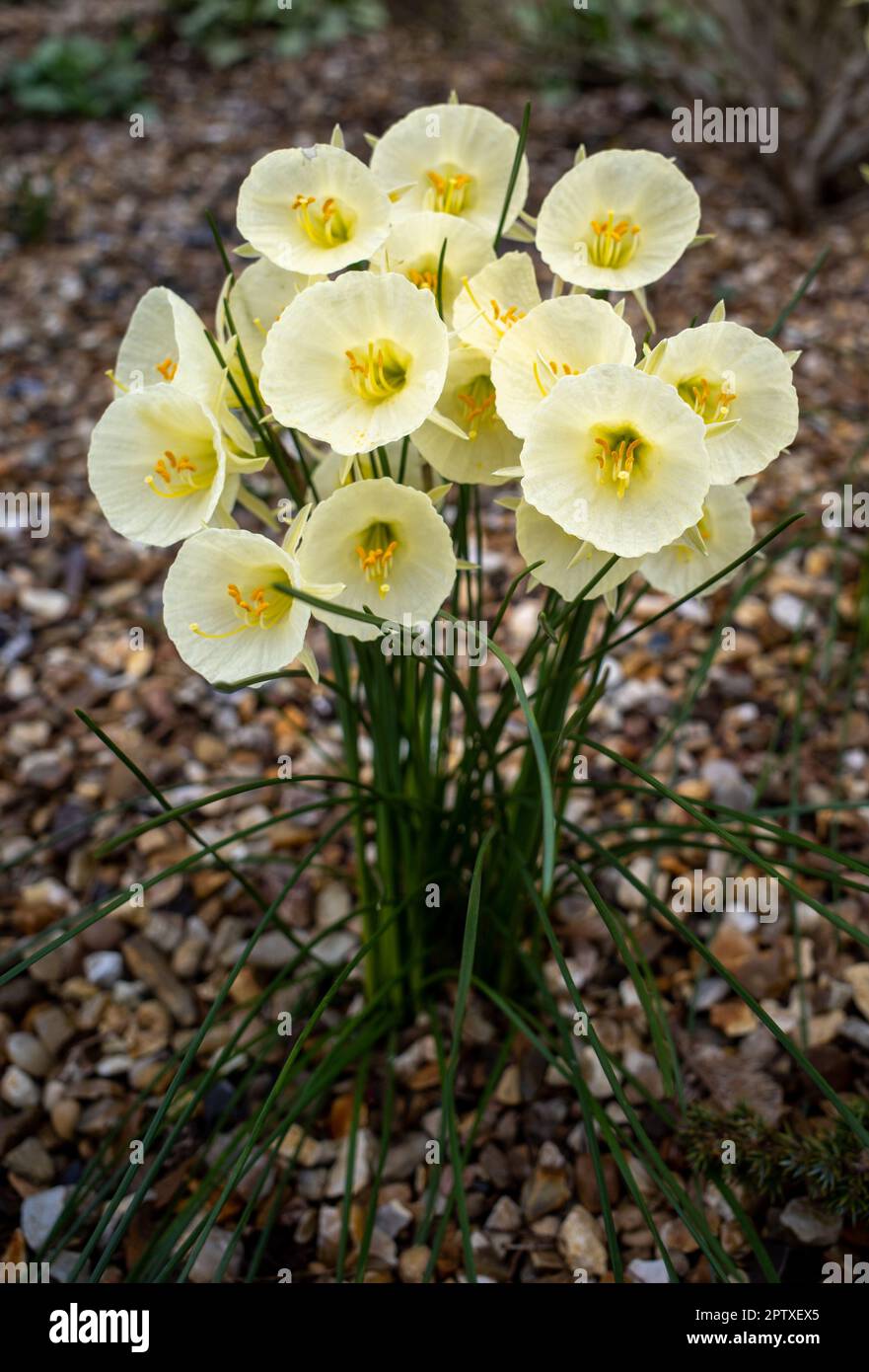 Petticoat Daffodil (Narcissus bulbocodium) yellow flowers growing in a