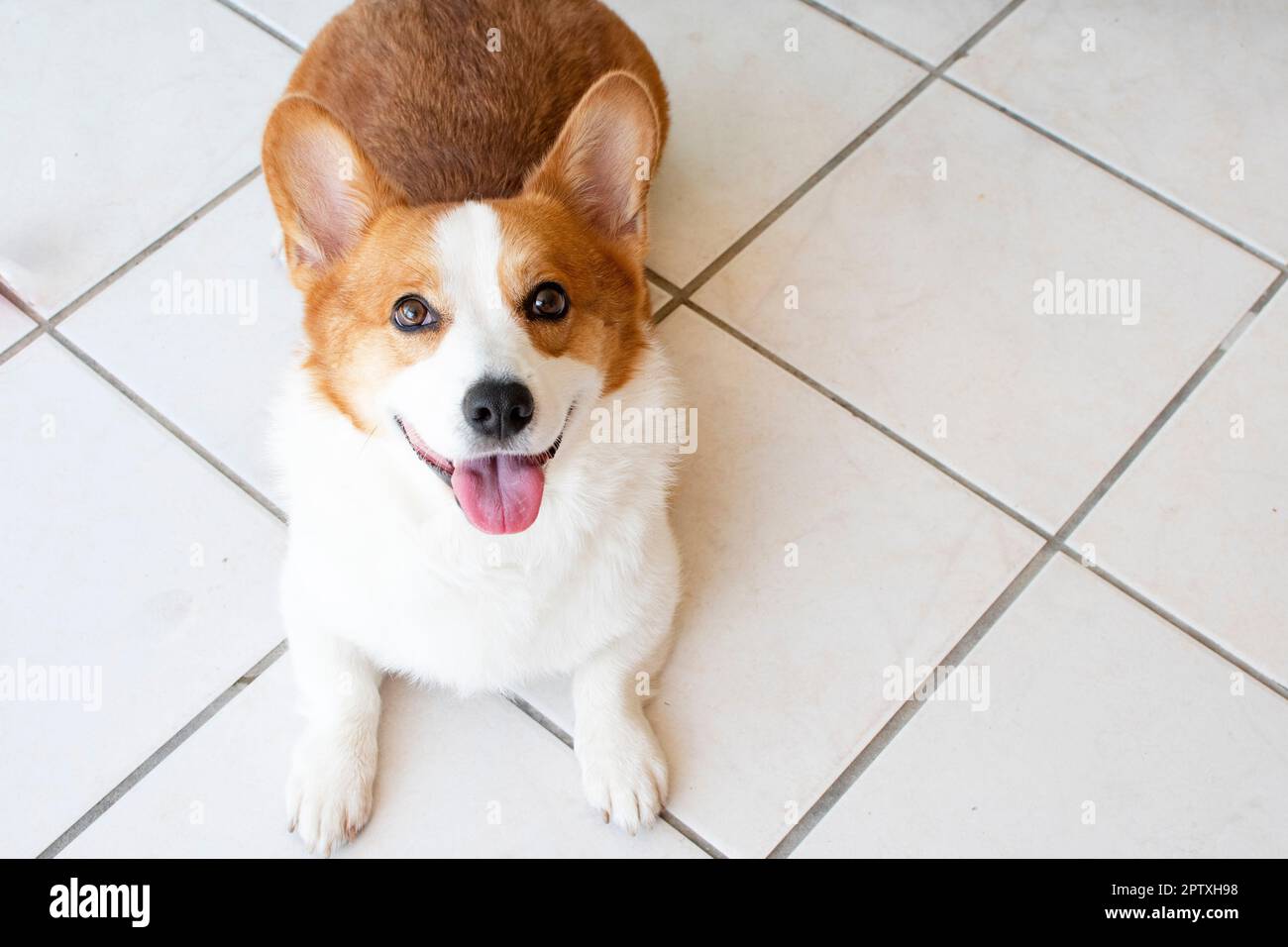 Portrait of Pembroke Welsh Corgi. Portrait of the dog looking at the camera Stock Photo