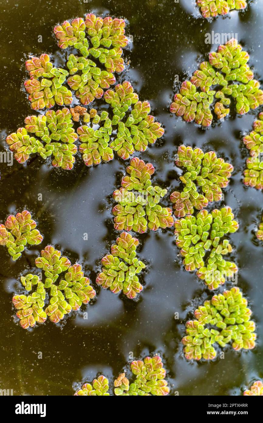 A pond full of water lilies background. Defocused green lotus leaf in ...