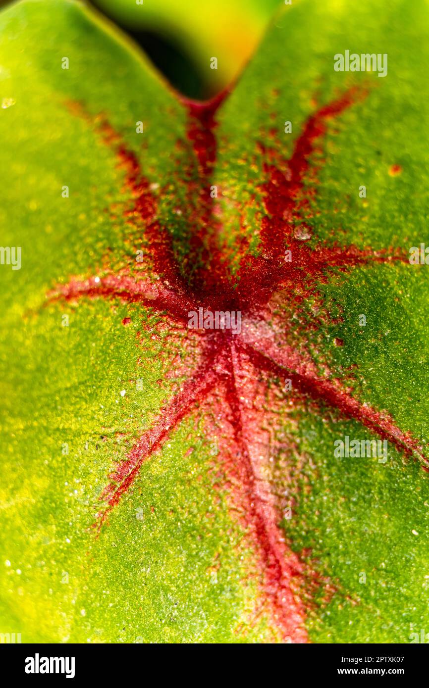 Portrait view of Caladium leaves with purple vein and red on green. Tropical leaves. Monstera plant leaf and elegant bonnie color leaf Caladium bicolo Stock Photo