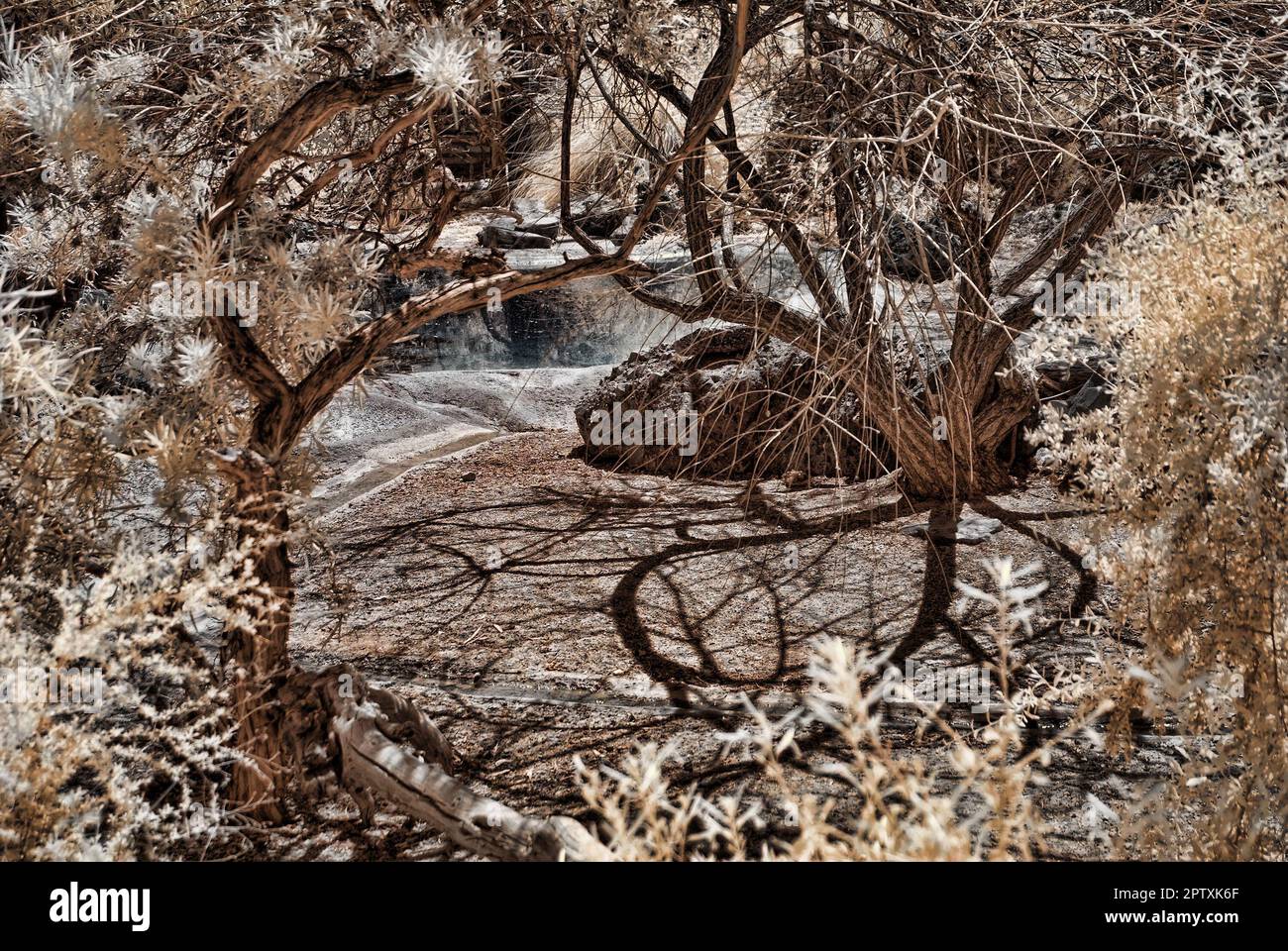 Jungle pond hi-res stock photography and images - Alamy