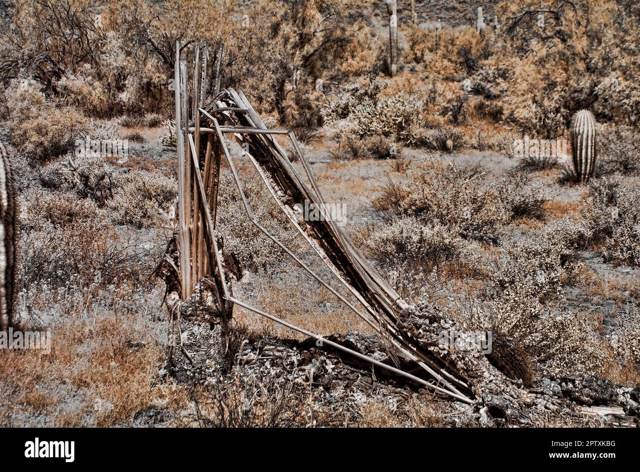 Dead saguaro cactus showing the structural ribs Stock Photo Alamy