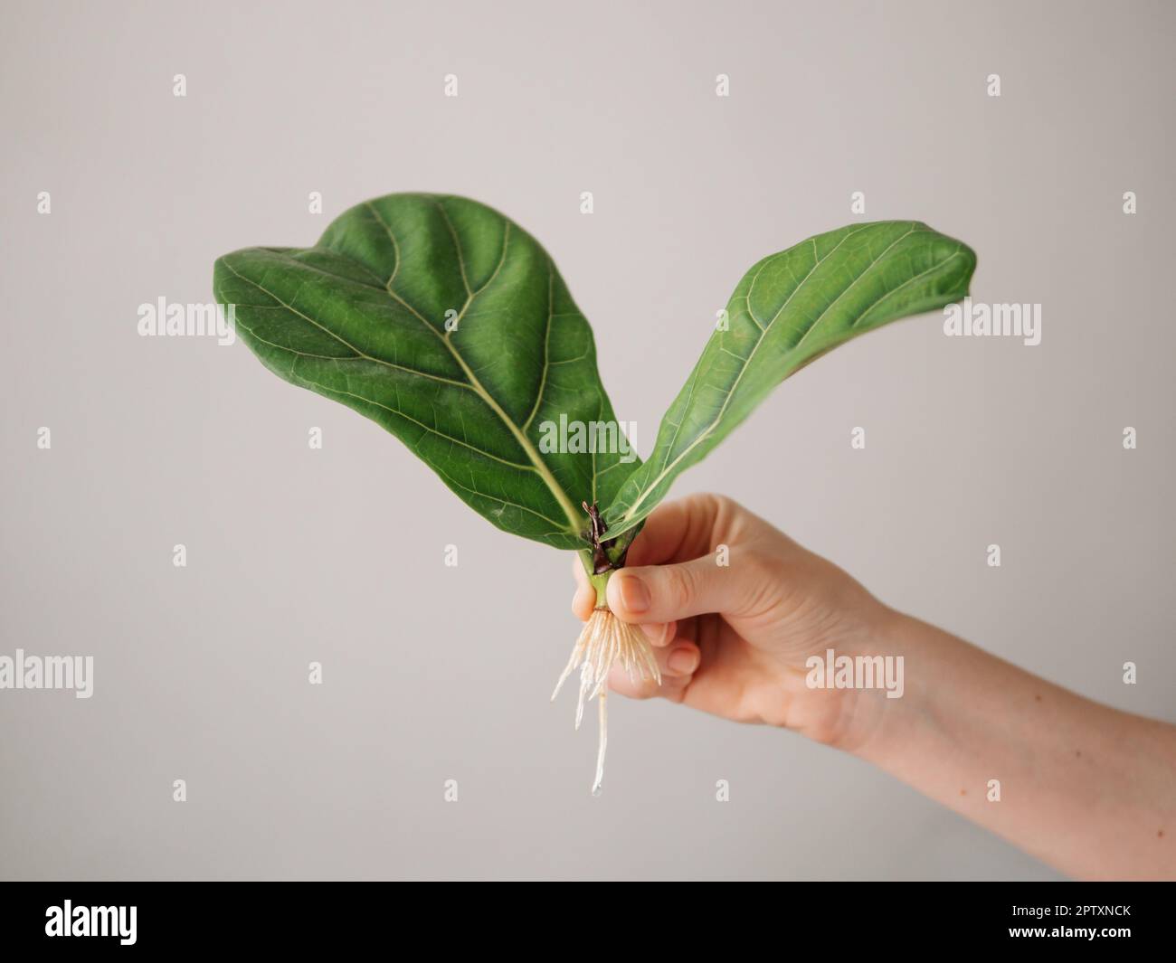 Propagating Fiddle Leaf Fig. Female hand hold stem cutting of ficus