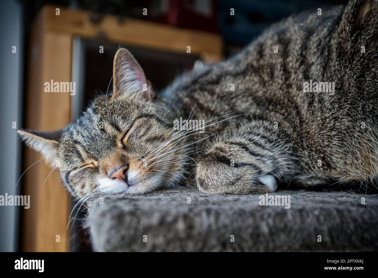 junger getigerter Kater beim Entspannen, Europäisch Kurzhaar Katze Stock Photo