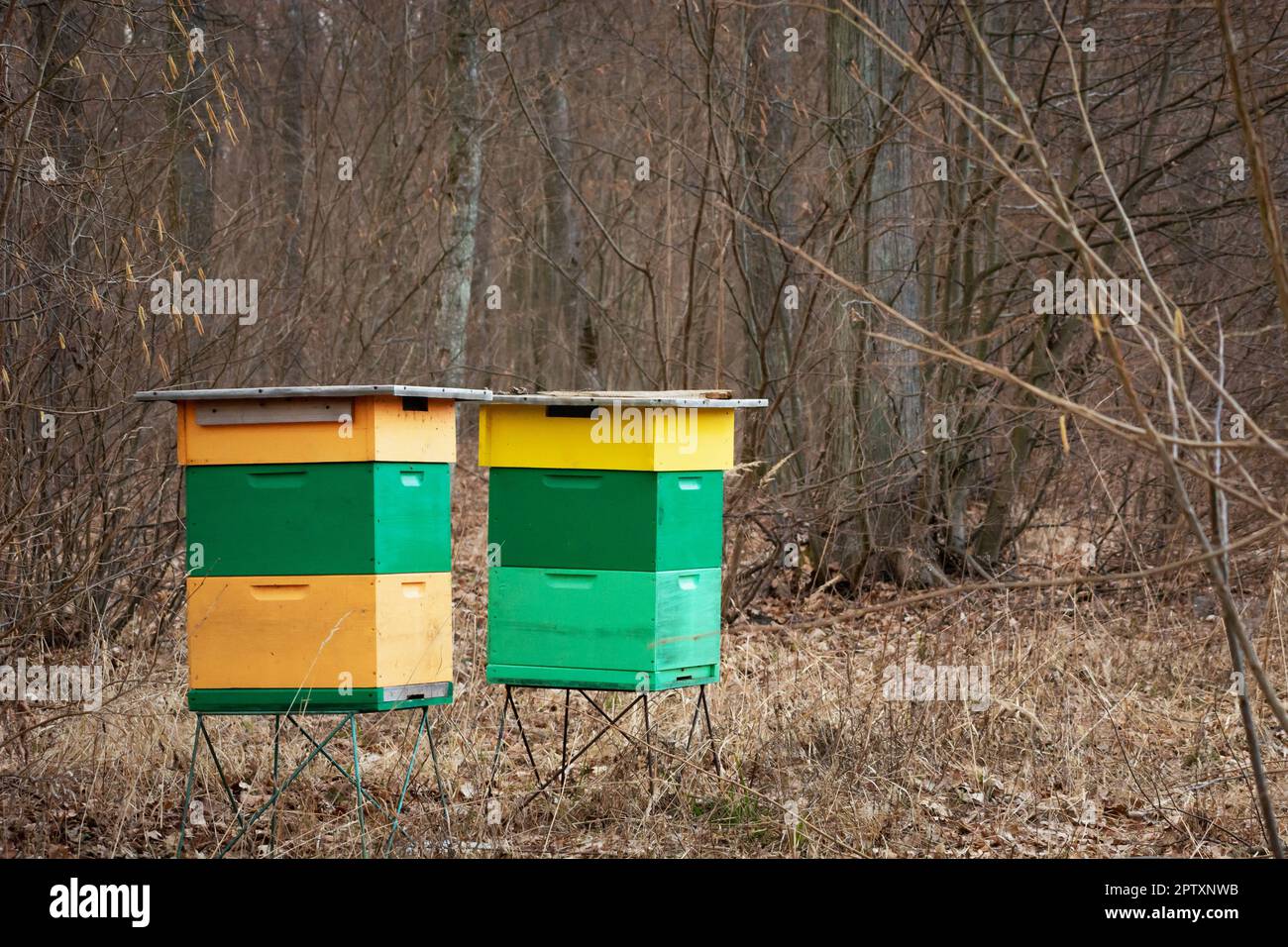 Two colourful beehives standing in a forest, spring day Stock Photo