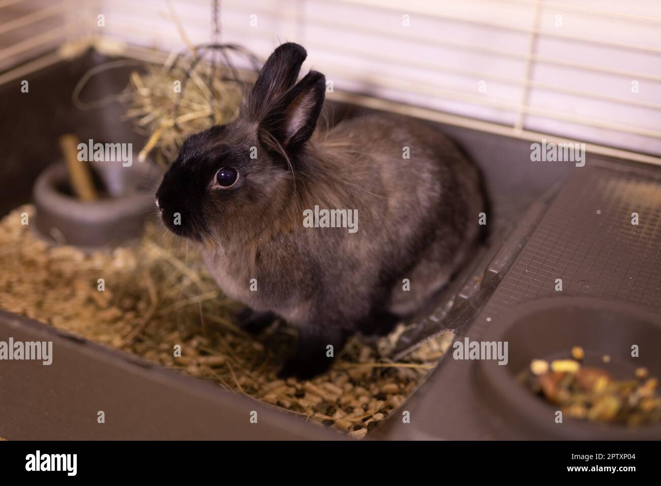 Funny cute brown rabbit in a cage. Bunny pet in home Stock Photo - Alamy