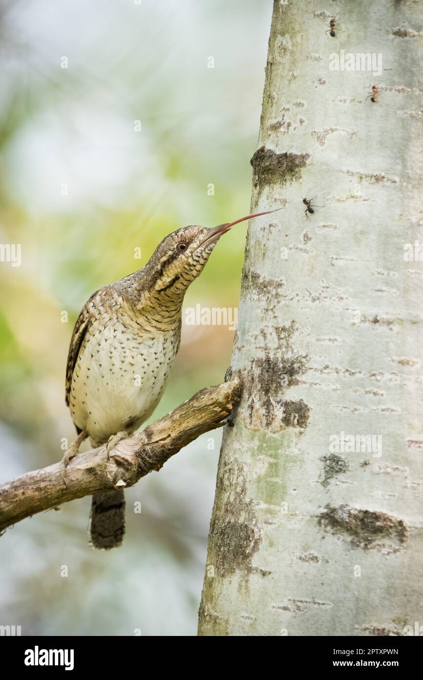 Eurasian wryneck, jynx torquilla, catching an ant on a tree in forest. Brown spotted bird sticking out a long tongue and hunting insect in vertical co Stock Photo