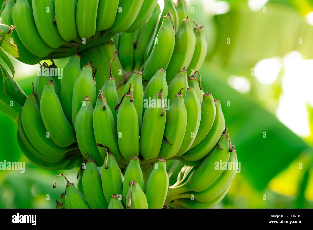 Closeup bunch of raw green cultivated bananas in the banana garden