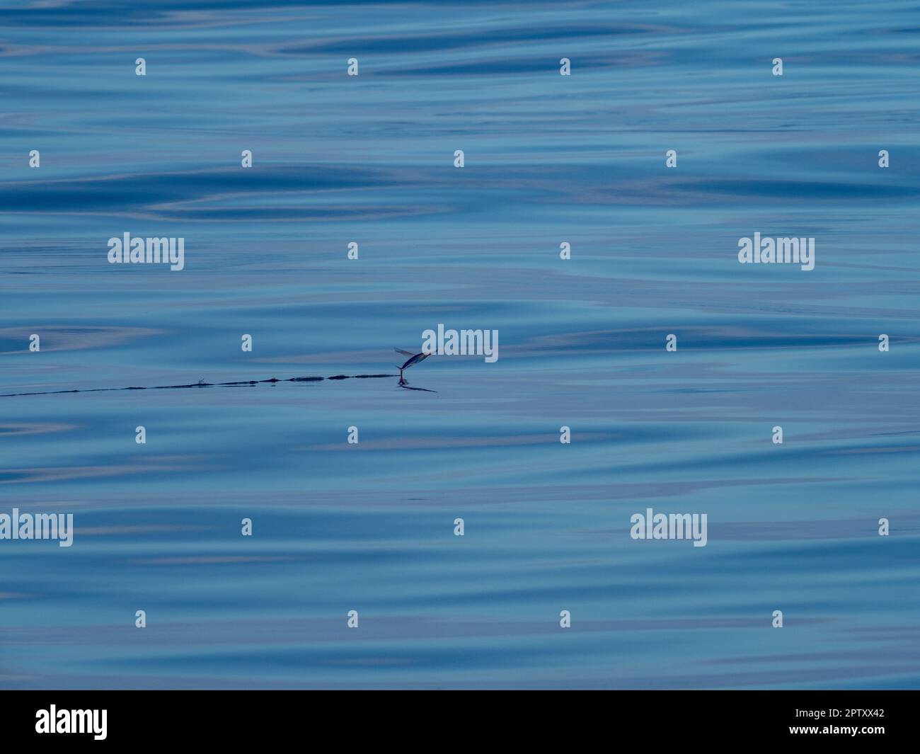 Flying fish, exocetidae, in glassy water in the South Pacific Stock Photo