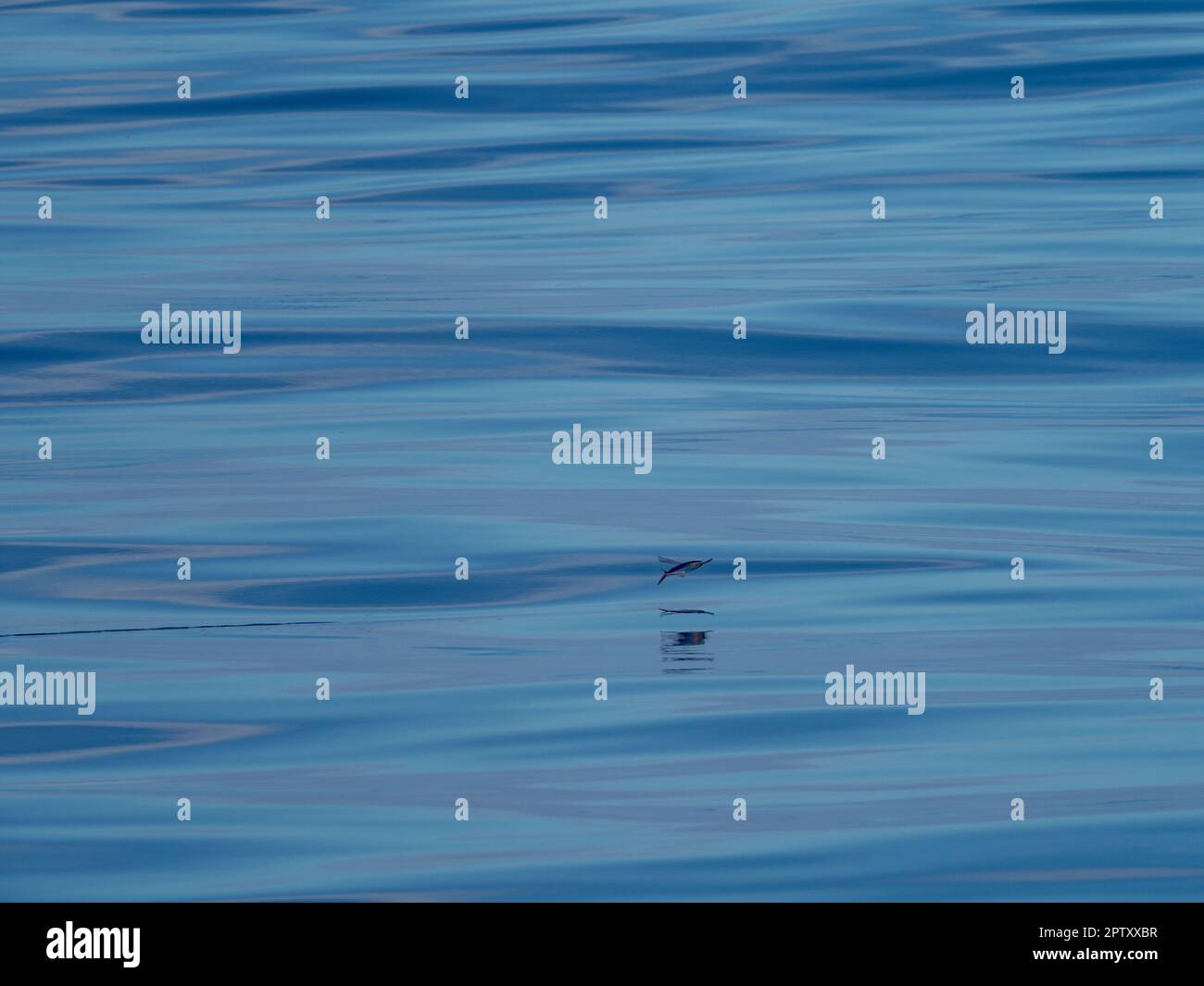 Flying fish, exocetidae, in glassy water in the South Pacific Stock Photo