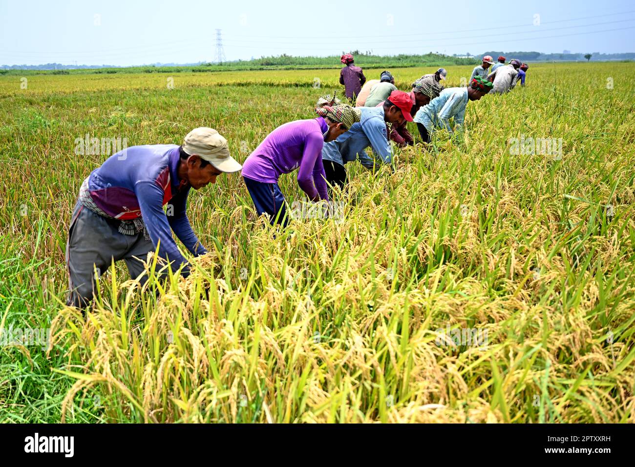 Bangladeshi farmers cutting and collects paddy after harvest at Saver ...