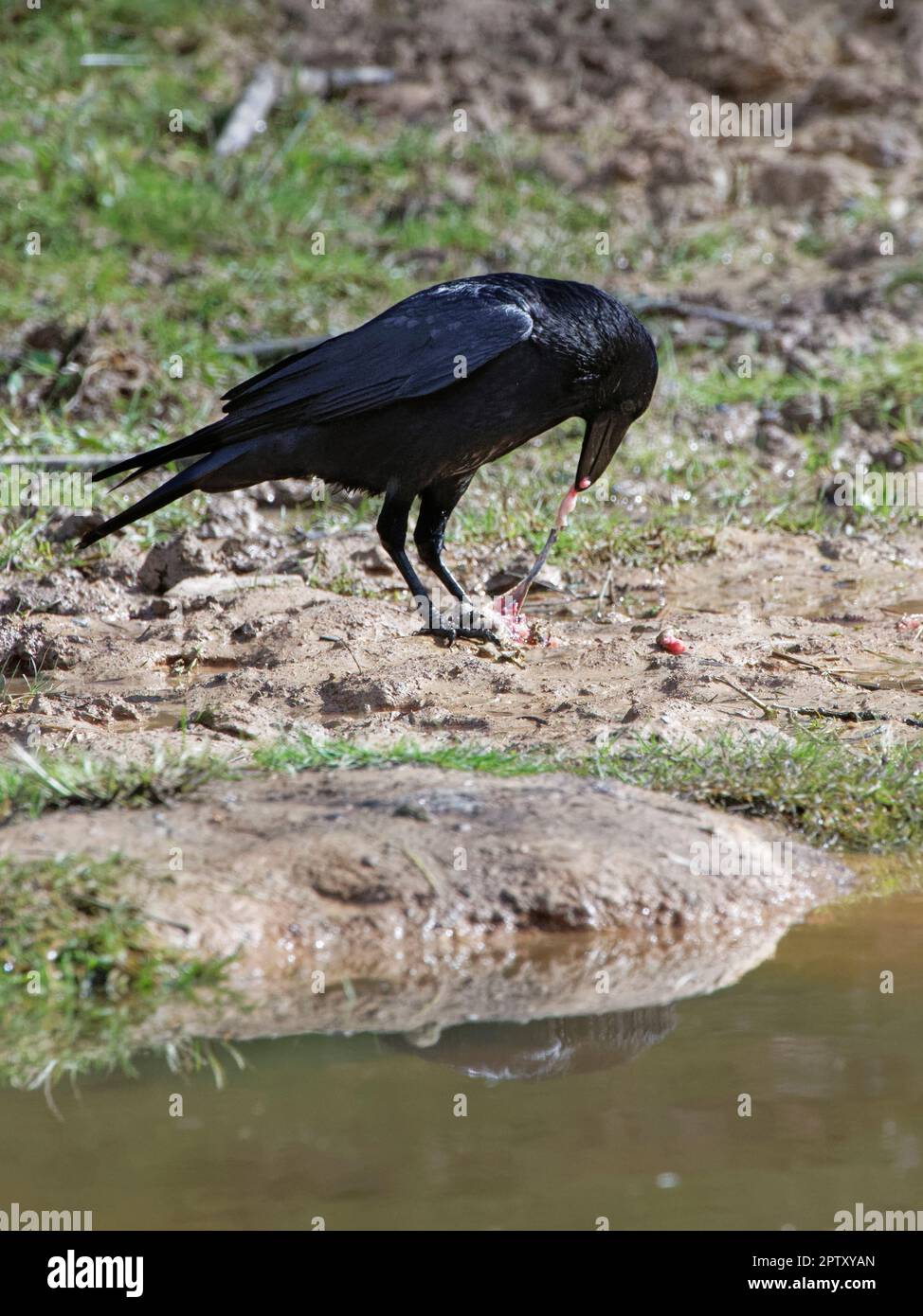 Carrion crow (Corvus corone) pulling away the back leg of a European toad (Bufo bufo) it has caught, leaving the toxic skin behind, Forest of Dean, UK Stock Photo