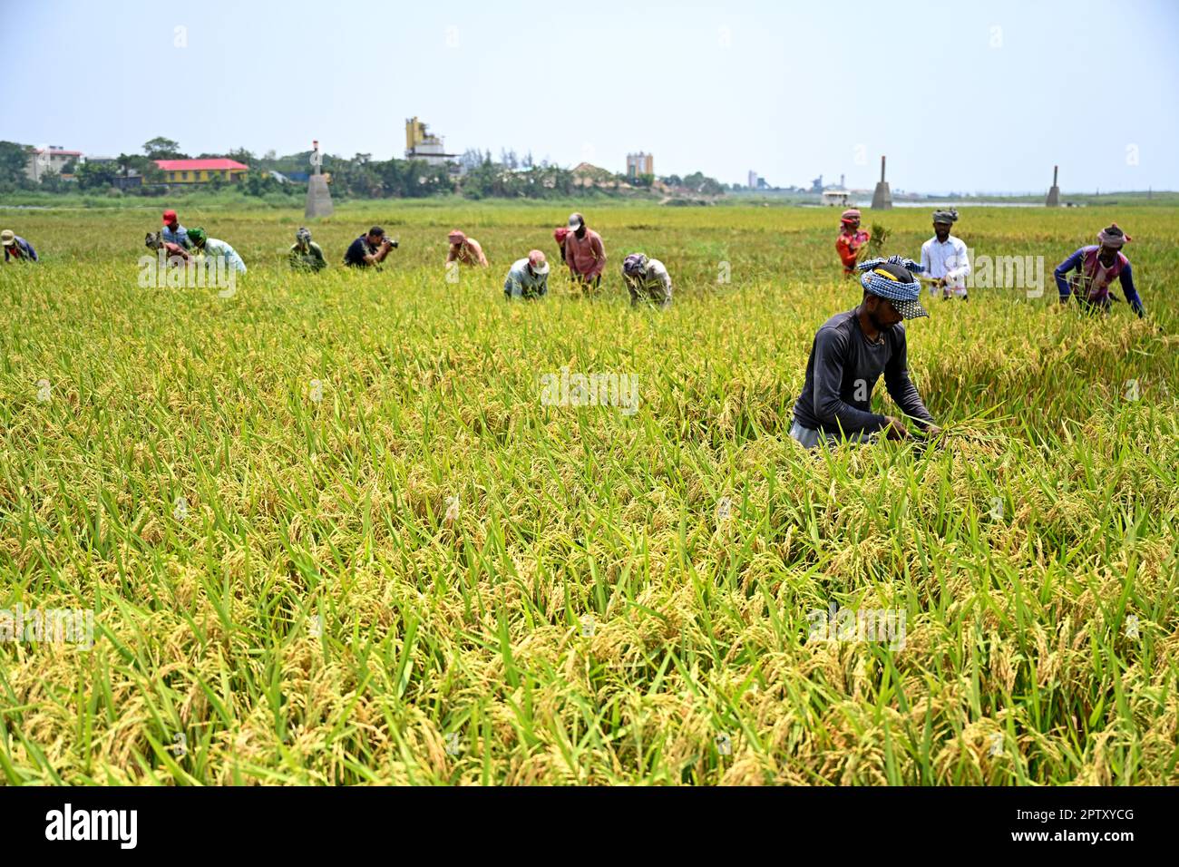 Bangladeshi farmers cutting and collects paddy after harvest at Saver ...