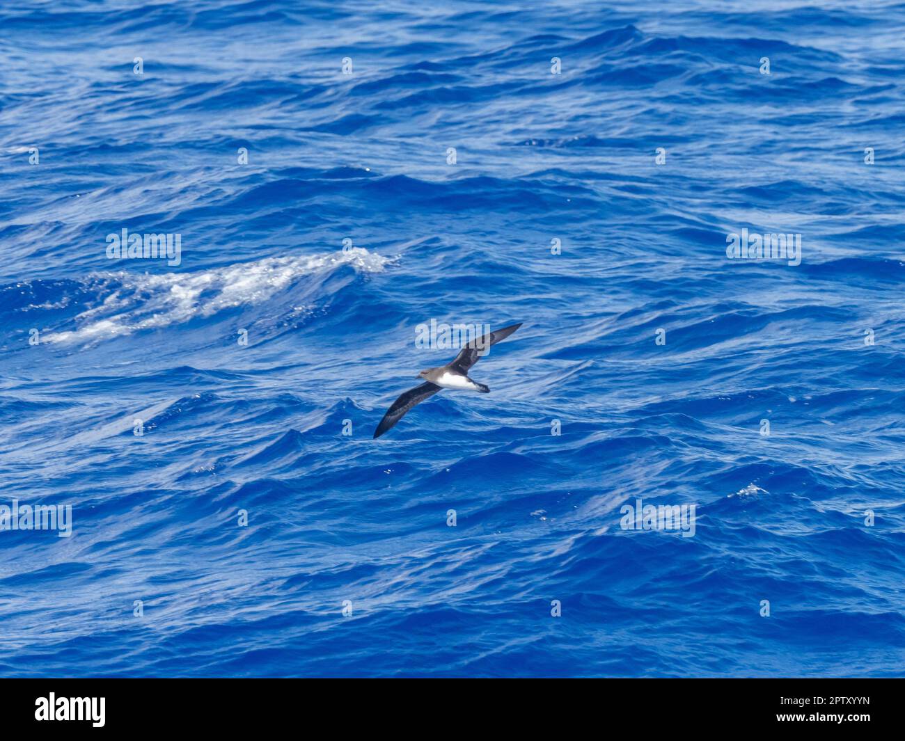 Phoenix Petrel, Pterodroma alba, a rare seabird found in the south Pacific around Ducie Atoll Stock Photo