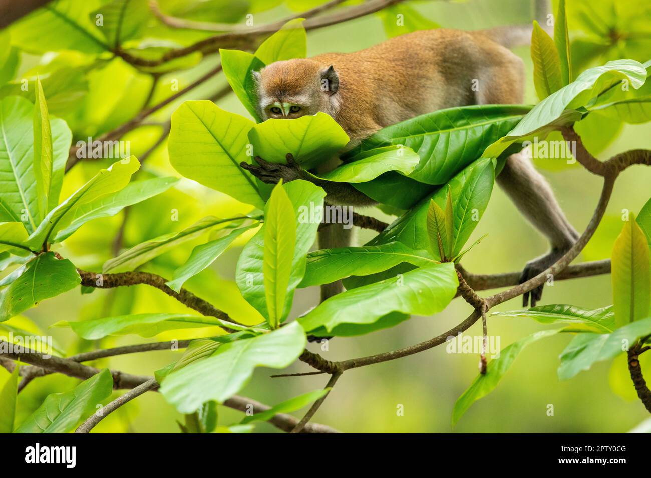 Long tailed macaque face palms a sea almond leaf while foraging along a mangrove river, Singapore Stock Photo