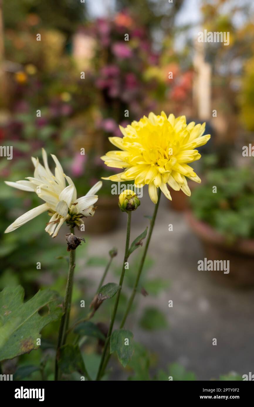 Portrait view of Yellow Chrysanthemum flower. Chrysanthemums in the garden. A bouquet of beautiful chrysanthemum flowers outdoors. Stock Photo