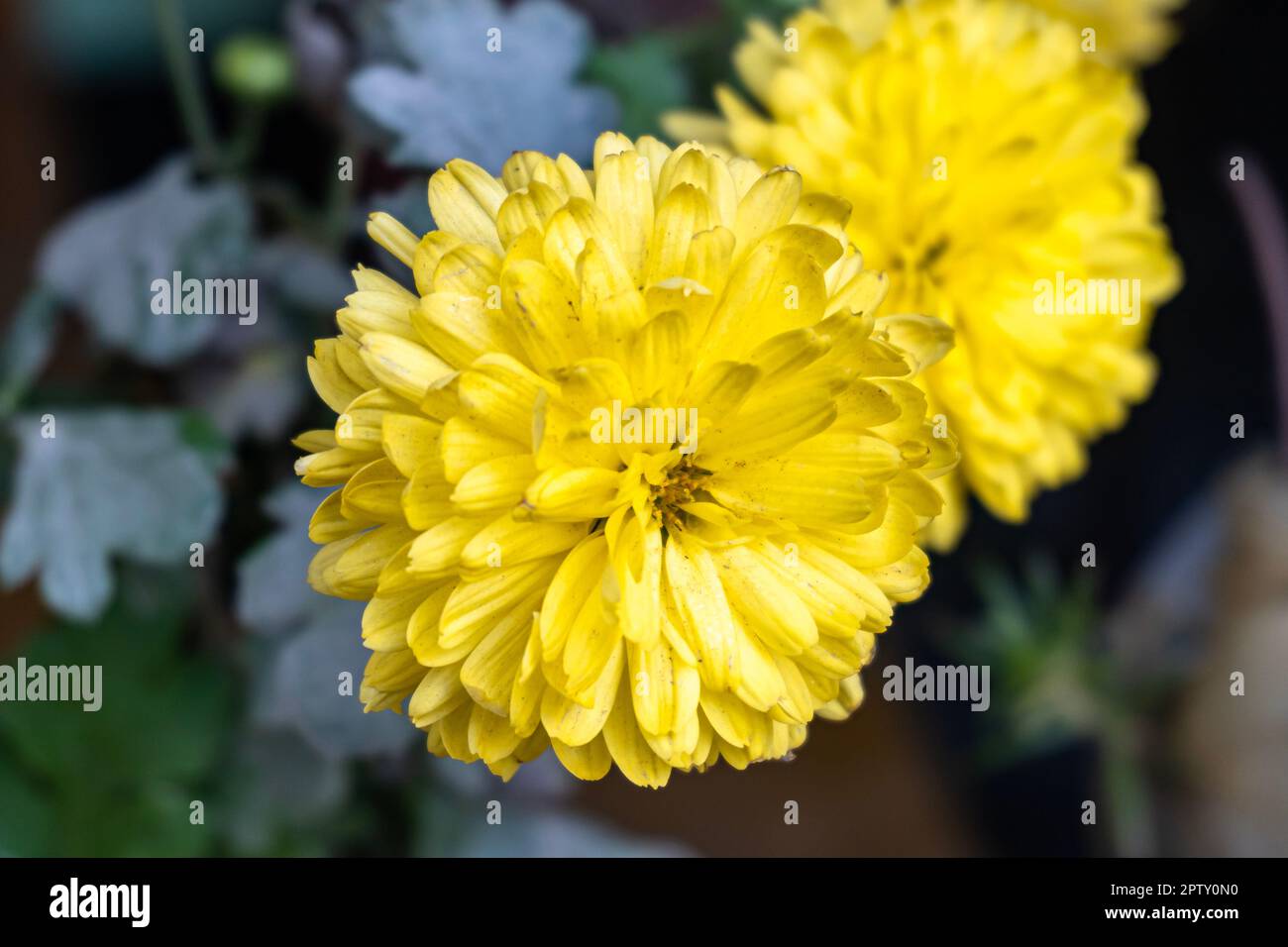 A bouquet of beautiful chrysanthemum flowers isolated on outdoors. Portrait view of Yellow Chrysanthemum flower. Chrysanthemums in the garden. Stock Photo