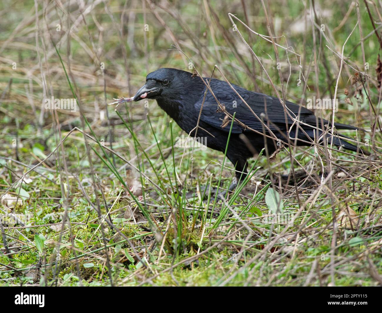 Carrion crow (Corvus corone) swallowing a skinned back leg of a European toad (Bufo bufo) free from toxic skin, Forest of Dean, Gloucestershire, UK. Stock Photo