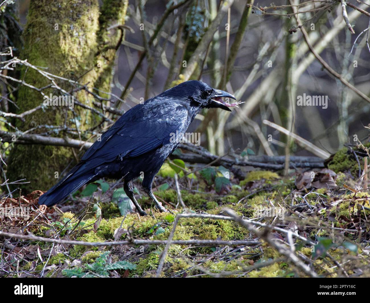 Carrion crow (Corvus corone) swallowing a skinned back leg of a European toad (Bufo bufo) free from toxic skin, Forest of Dean, Gloucestershire, UK. Stock Photo
