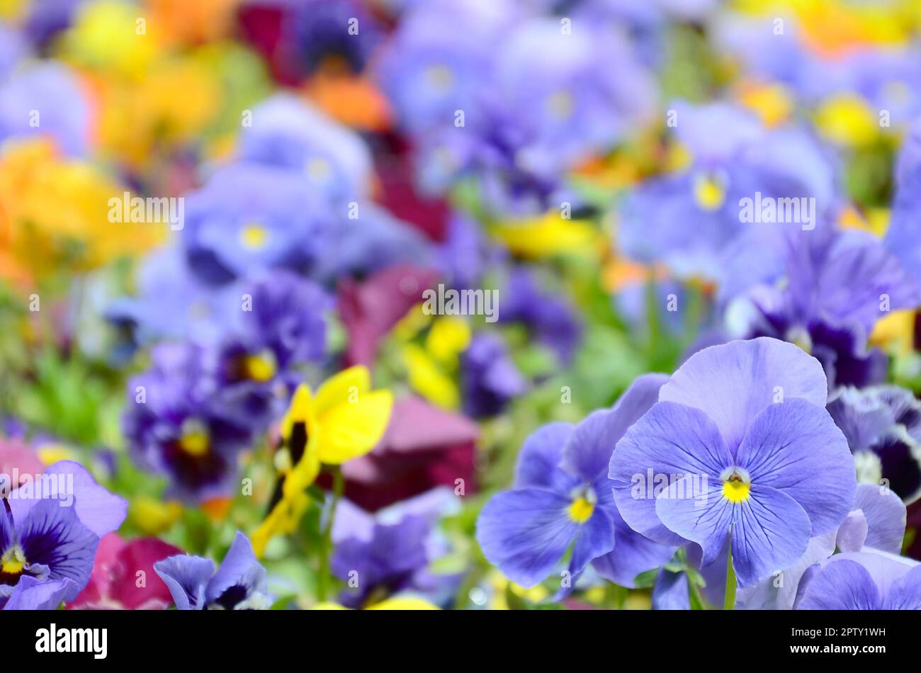 Multicolor pansy flowers or pansies as background or card. Field of colorful pansies with white yellow and violet pansy flowers on flowerbed in perspe Stock Photo