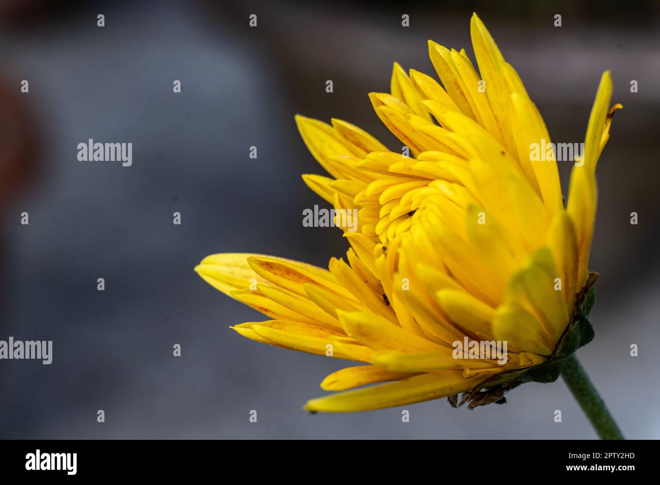 Fresh bright chrysanthemums. Yellow color Chrysanthemums flower in the garden. A bouquet of beautiful chrysanthemum flower isolated on outdoors Stock Photo