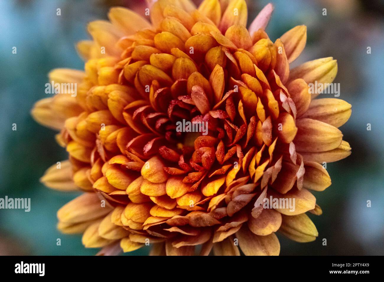 Col ornamental hi-res stock photography and images - Alamy