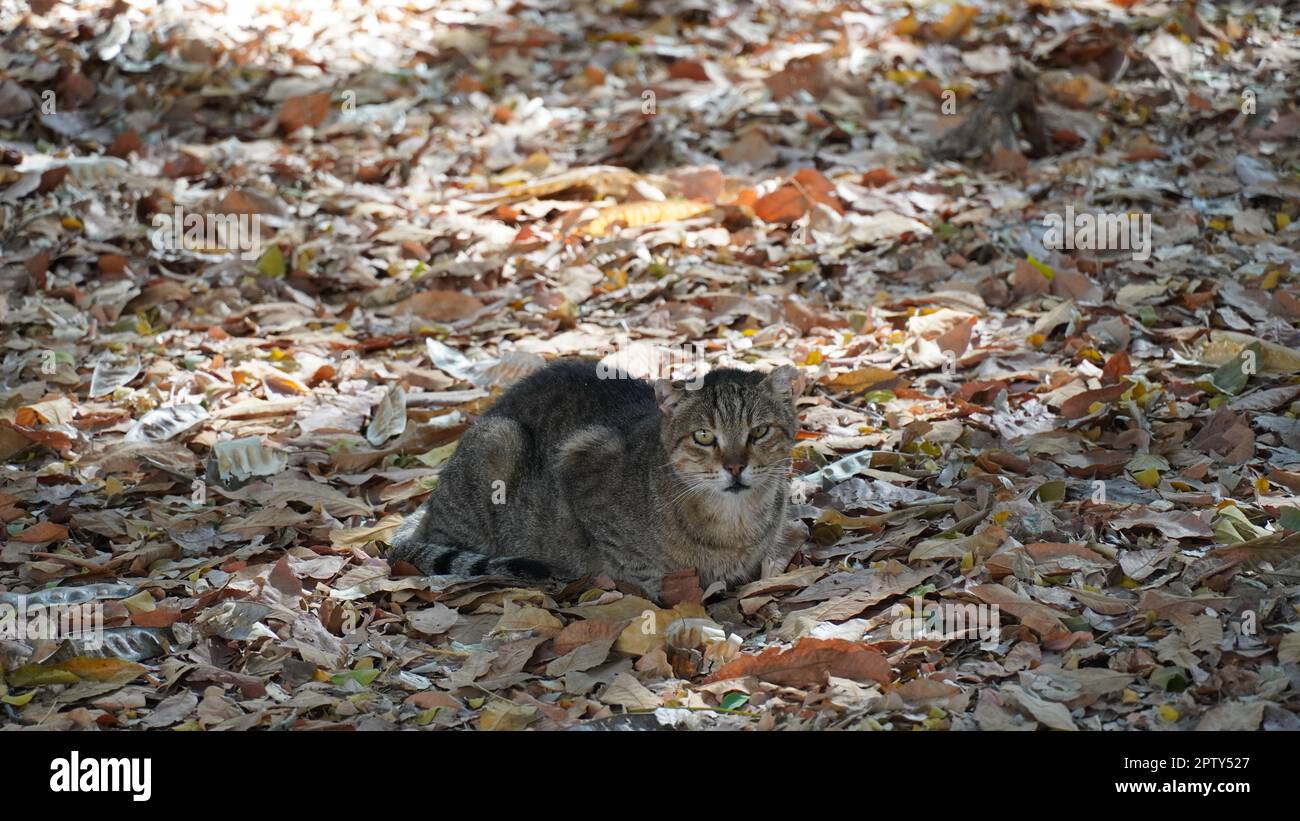 Street stray cats. A vagrant cat is sitting on the leaves and looking
