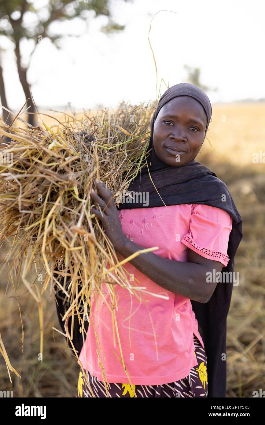 An African woman wearing an Islamic veil harvests rice in her rice paddy in Segou Region, Mali, West Africa. 2022 Mali drought and hunger crisis. Stock Photo