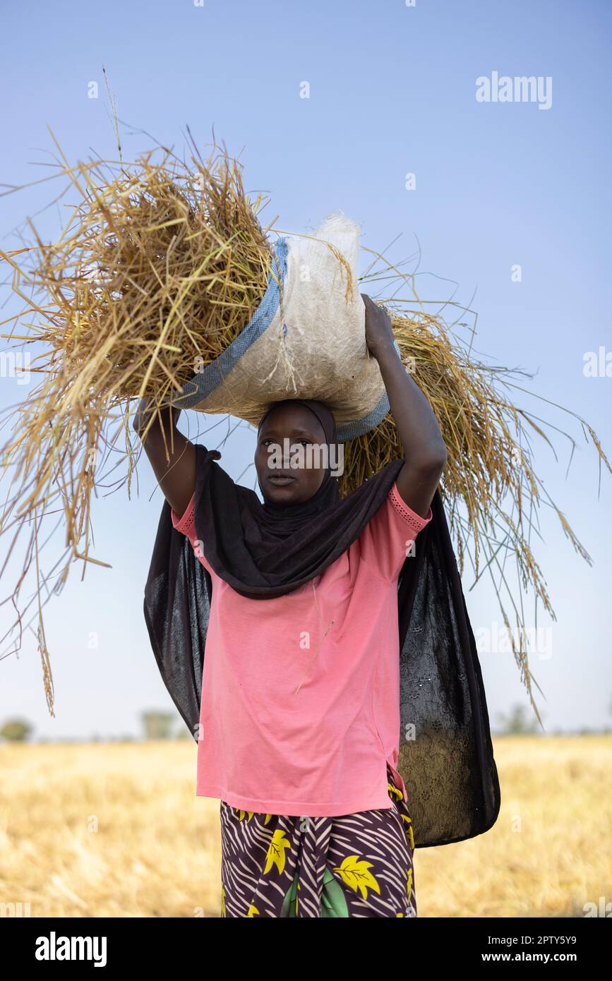 An African woman wearing an Islamic veil harvests rice in her rice paddy in Segou Region, Mali, West Africa. 2022 Mali drought and hunger crisis. Stock Photo
