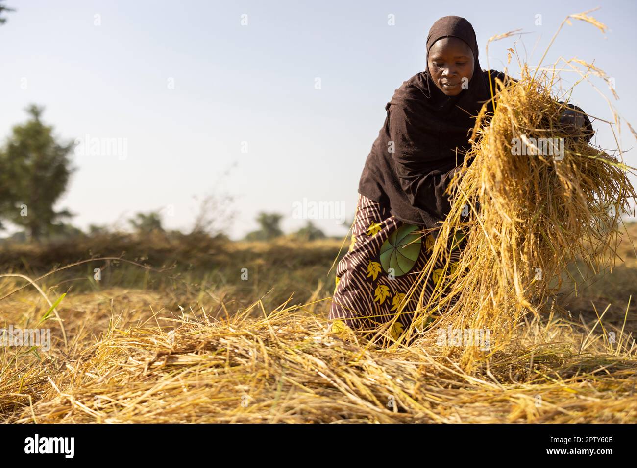 A woman wearing an Islamic veil harvests rice in her rice paddy in Segou Region, Mali, West Africa. 2022 Mali drought and hunger crisis. Stock Photo