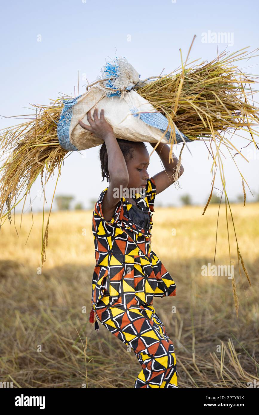 Child working in rice fields in Segou Region, Mali, West Africa. 2022 Mali drought and hunger crisis. Stock Photo