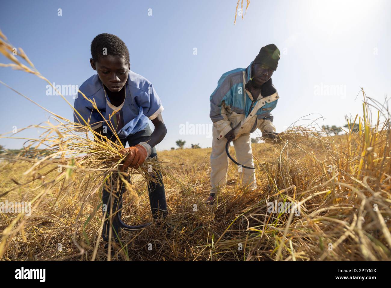 A family work together to harvest rice in their field in rural Segou Region, Mali, West Africa. 2022 Mali drought and hunger crisis. Stock Photo