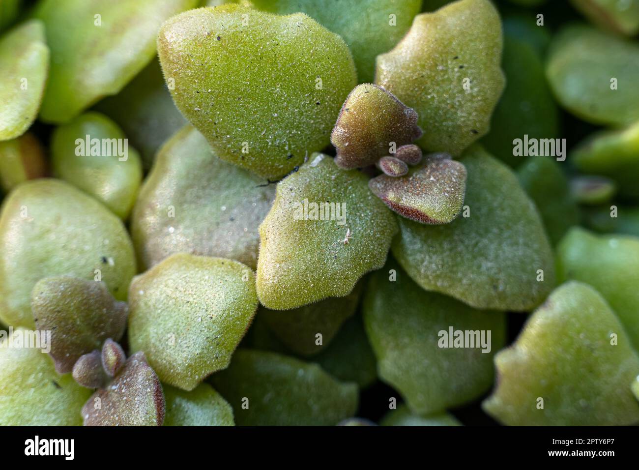 Crassula capitella Campfire potted plants. Top view of Succulent plants, ucculent Crassula Hobbit grows in a pot (Latin - Crassula Hobbit). Stock Photo