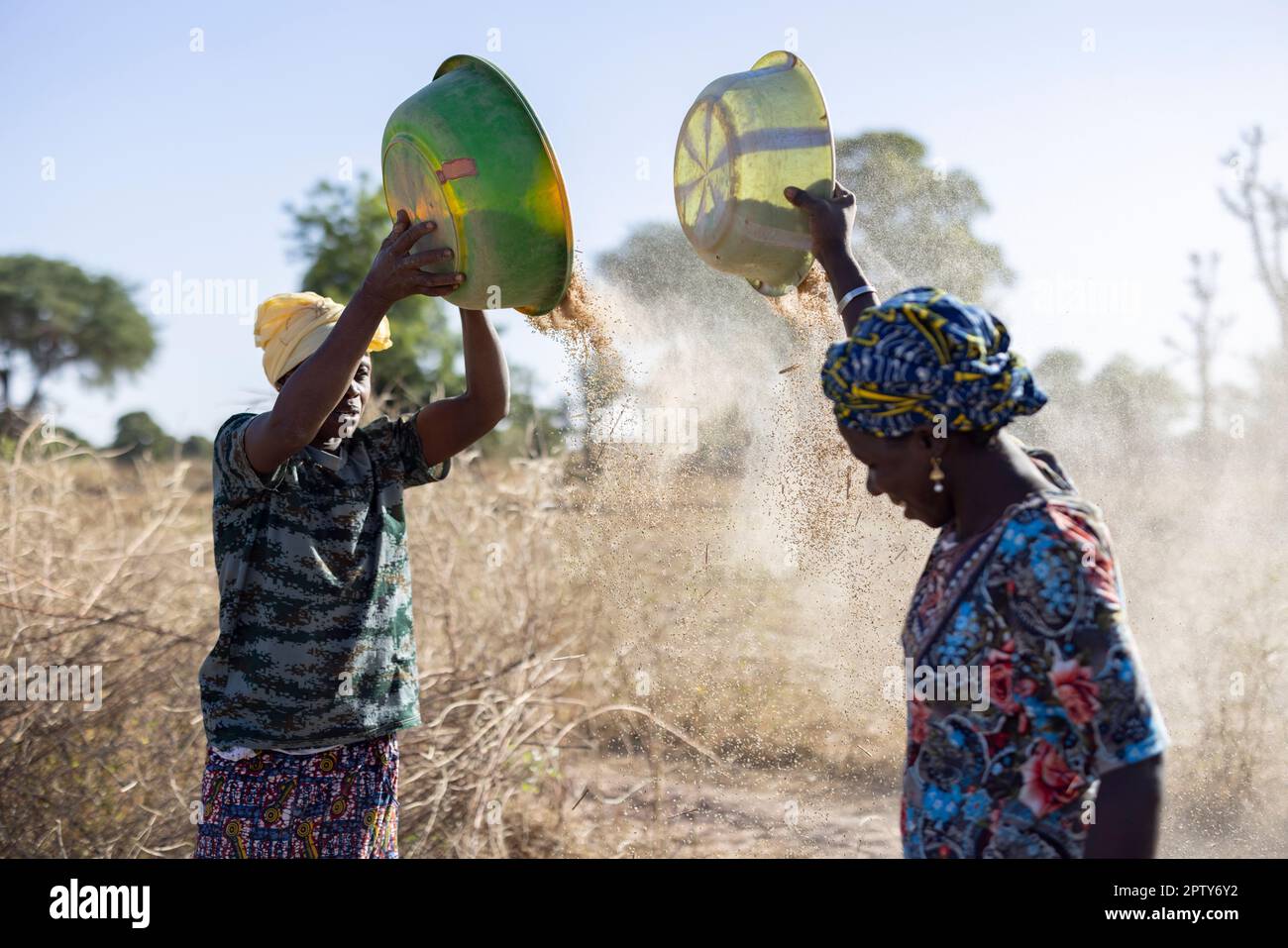 Women winnow their millet crop after harvest in Segou Region, Mali, West Africa. 2022 Mali drought and hunger crisis. Stock Photo