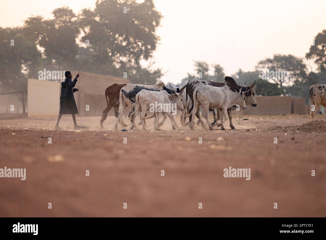 A young boy drives a small herd of cattle through a dusty village in Segou Region, Mali, West Africa. 2022 Mali drought and hunger crisis. Stock Photo