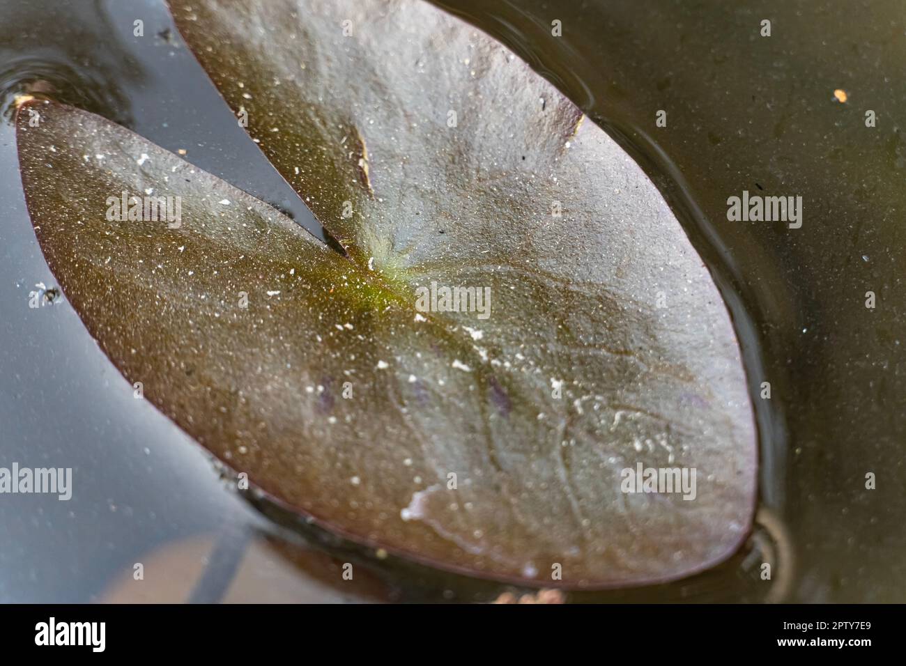 Blurred or defocused view of Caladium leaves in water. Tropical leaves. Monstera plant leaf and elegant bonnie color leaf Caladium bicolor Stock Photo