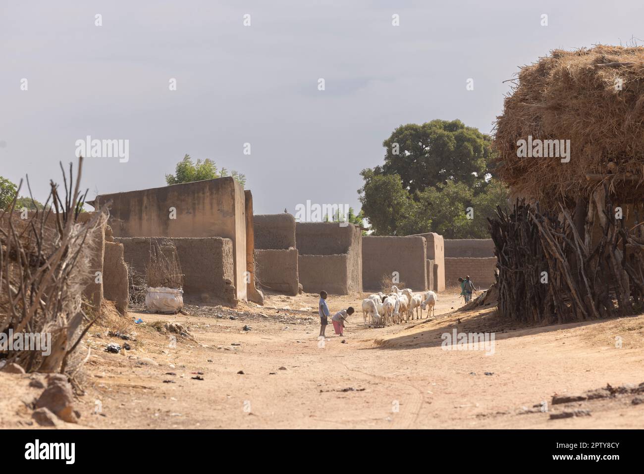 Children and sheep walk through a dusty rural village in Segou Region, Mali, West Africa. 2022 Mali drought and hunger crisis. Stock Photo