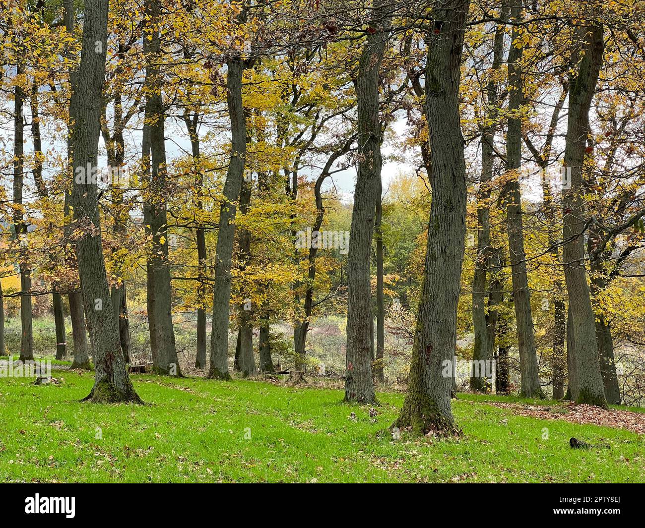Herbstwald, Herbstimpression im Wald mit bunten Blaettern. Autumn forest, autumn impression in the forest with colorful leaves. Stock Photo
