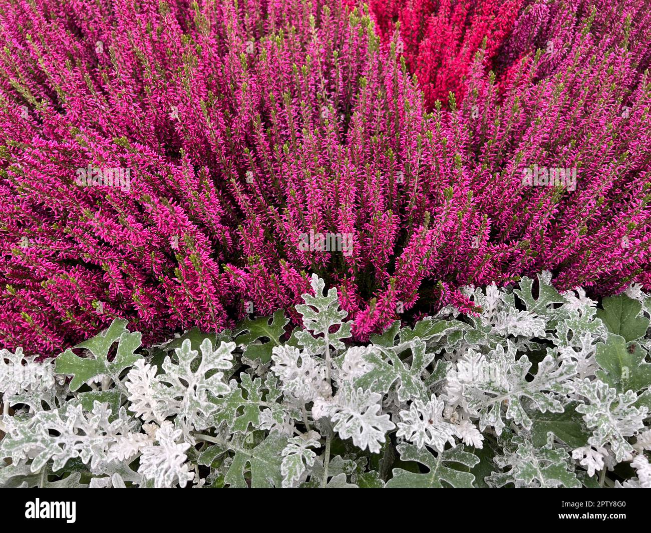 Besenheide, Calluna vulgaris, auch Heidekraut genannt, ist die einzige Art der monotypischen Pflanzengattung Calluna, die zur Familie der Heidekrautge Stock Photo