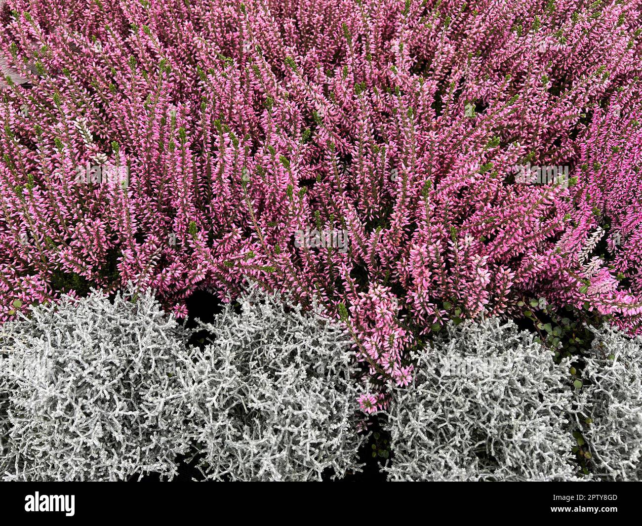 Besenheide, Calluna vulgaris, auch Heidekraut genannt, ist die einzige Art der monotypischen Pflanzengattung Calluna, die zur Familie der Heidekrautge Stock Photo