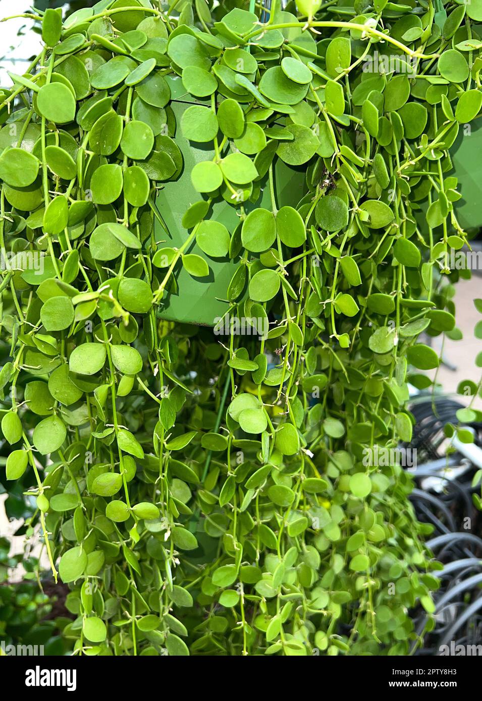 Dischidia Nummularia ist eine uppig wachsende Haengepflanze, die wenig Pflege benoetigt. Dischidia Nummularia is a lush-growing trailing plant that re Stock Photo