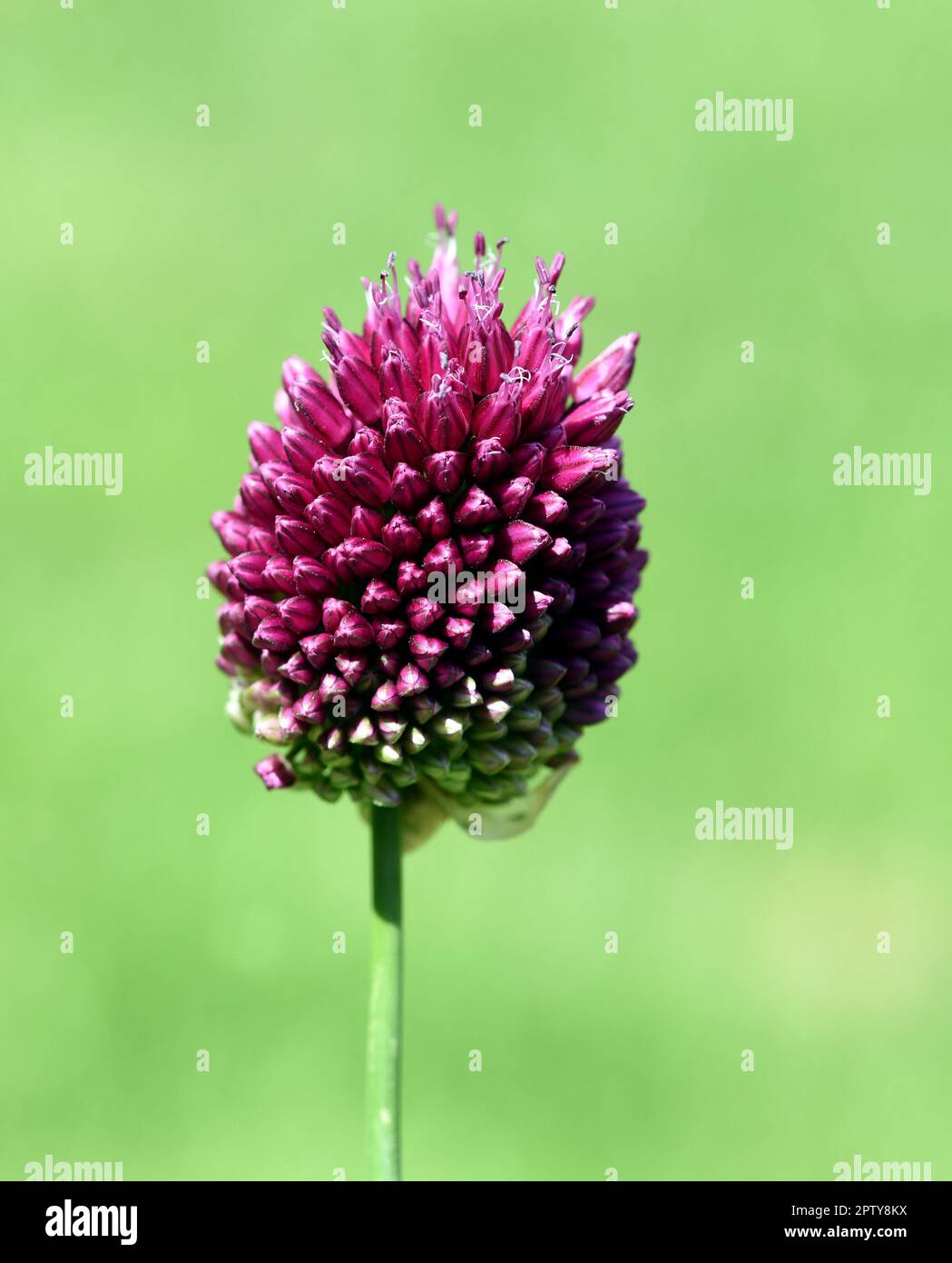 Zierlauch, Riesenlauch, Allium Giganteum ist eine wunderschoene