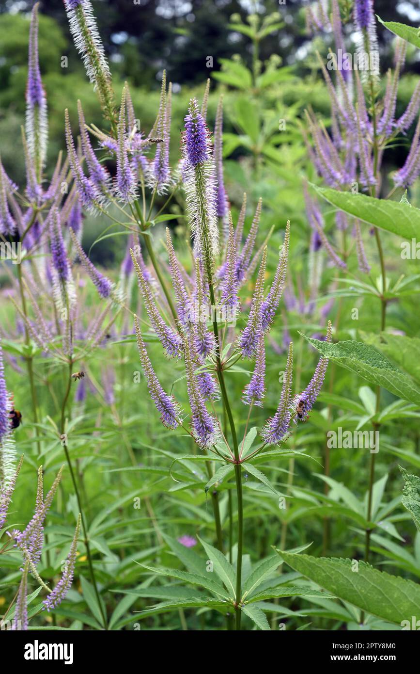 Ehrenpreis, Veronica longifolia ist eine wunderschoene